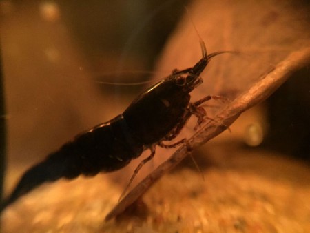 Black Sakura Garnaal